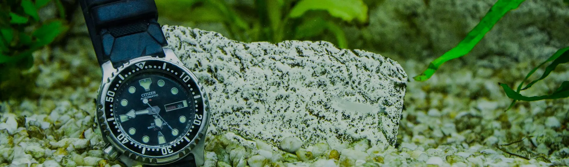 Reloj de buceo automático de esfera negra, bisel giratorio y correa de caucho, apoyado sobre la grava del fondo entre plantas acuáticas